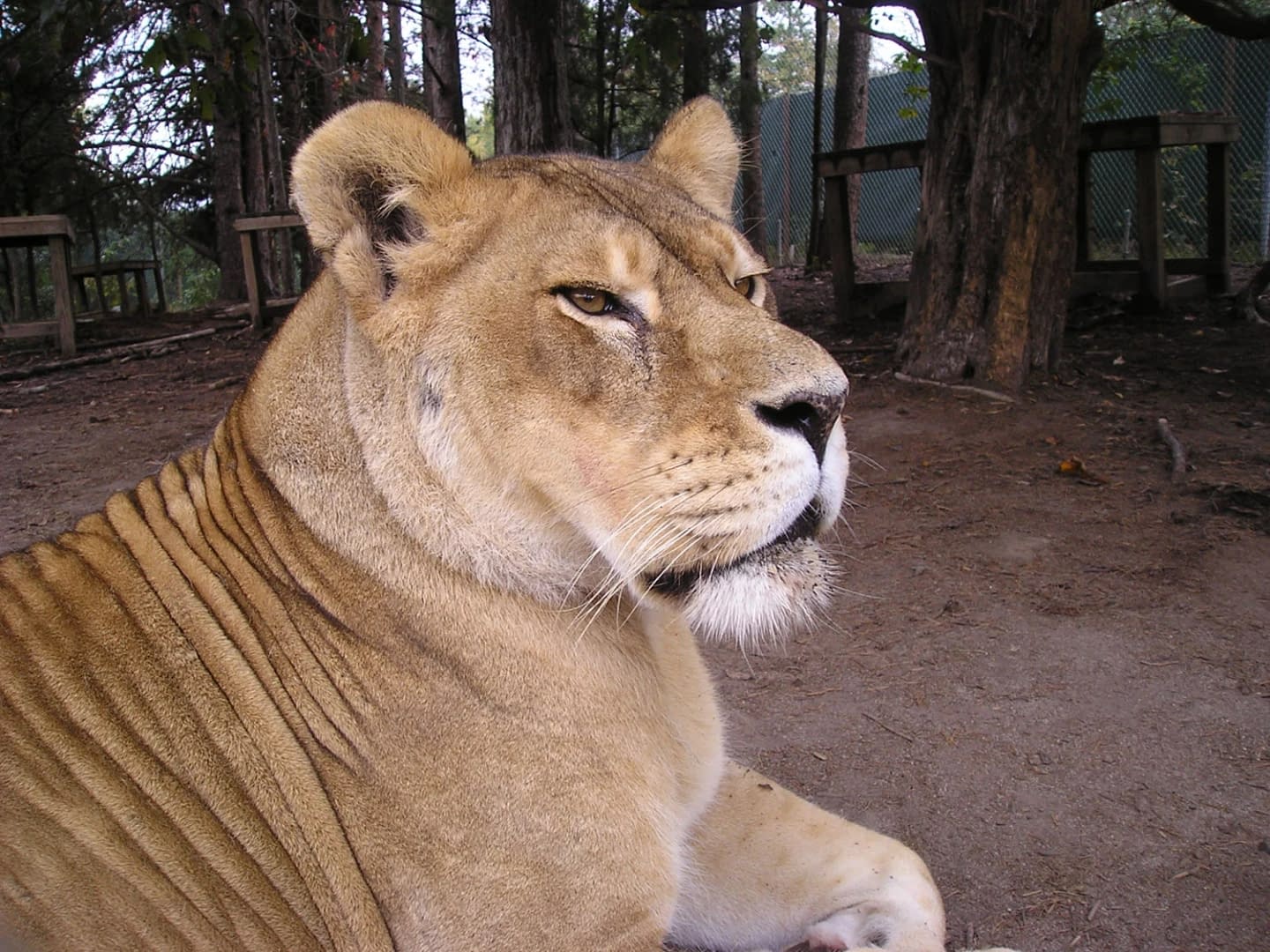 Sadie Lioness Profile
