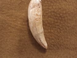 Polymer Taz Eurasian Lynx Canine Pendant