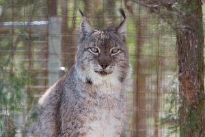 Polymer Taz Eurasian Lynx Canine Pendant - Image 2