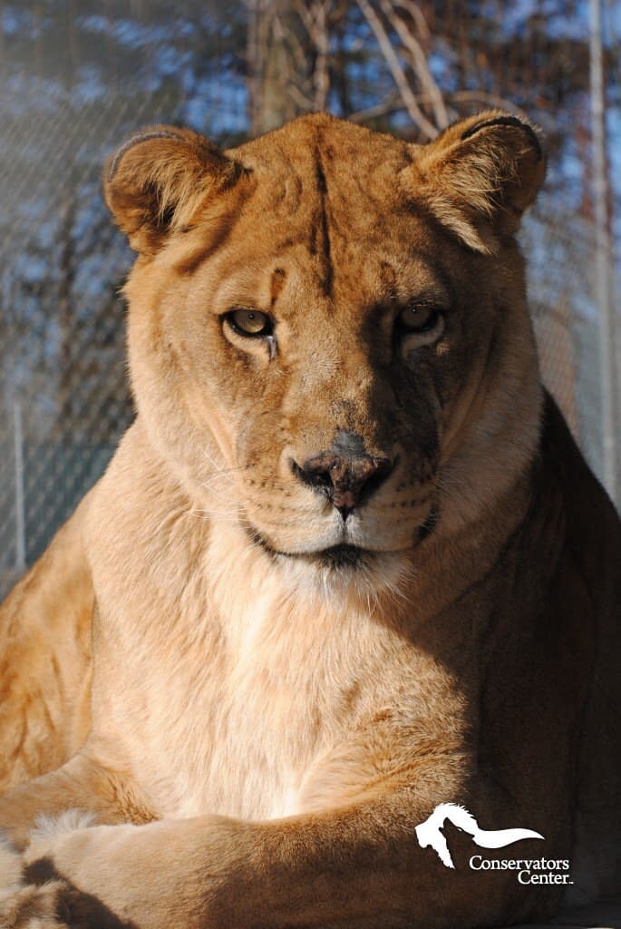 Serabi Lioness Full Face