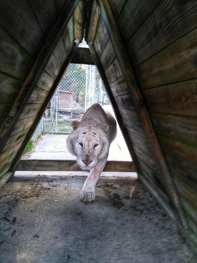 Silver Arthur Tiger Canine Pendant - Image 5